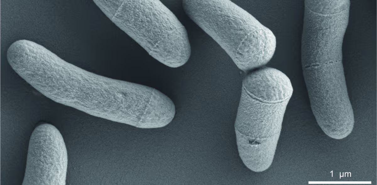 C. glutamicum